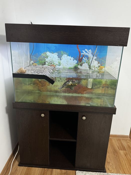 Черепаха Красноухая