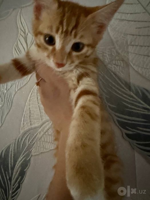 Котята, отдам их даром