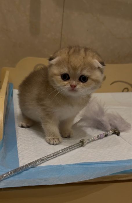 Шотландские шиншиллы