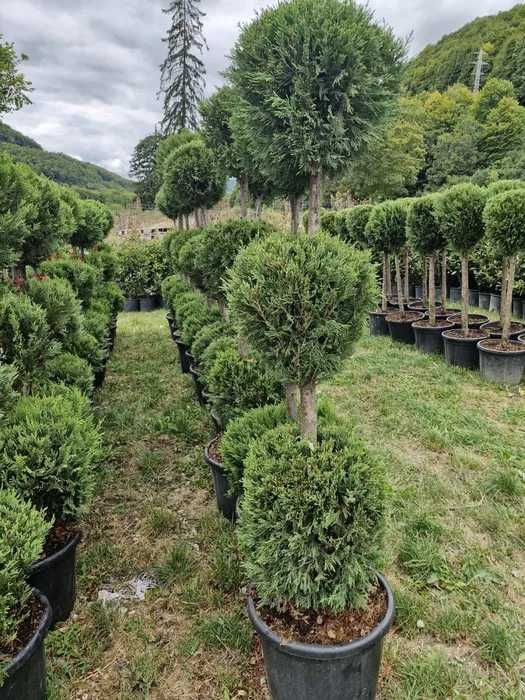O varietate uriașă de plante de grădină – Transportăm, montăm, amenajăm