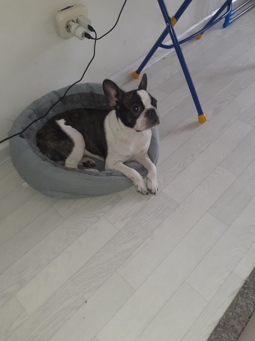 Французский бульдог