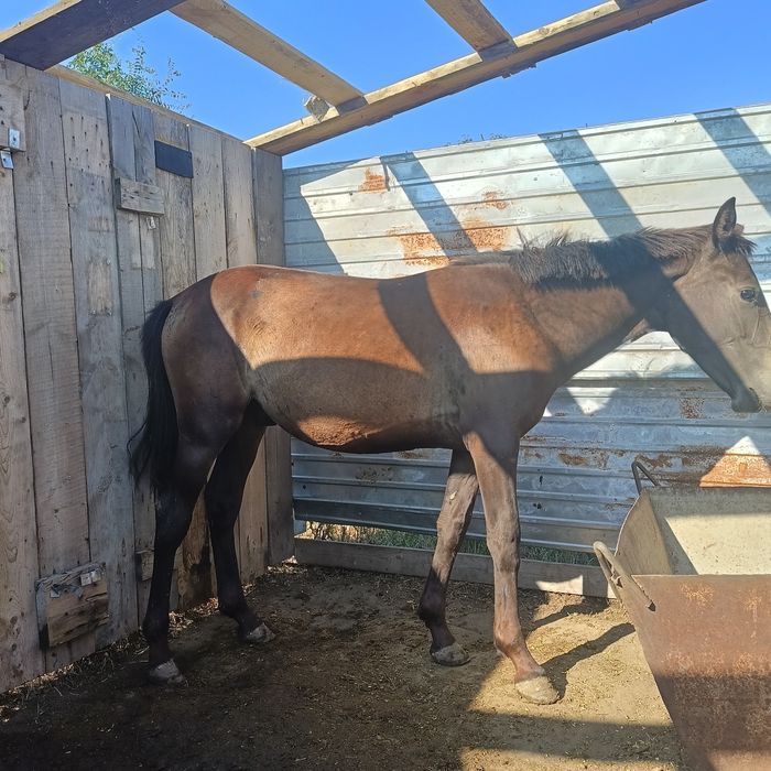 Продам тайчиков 3 головы