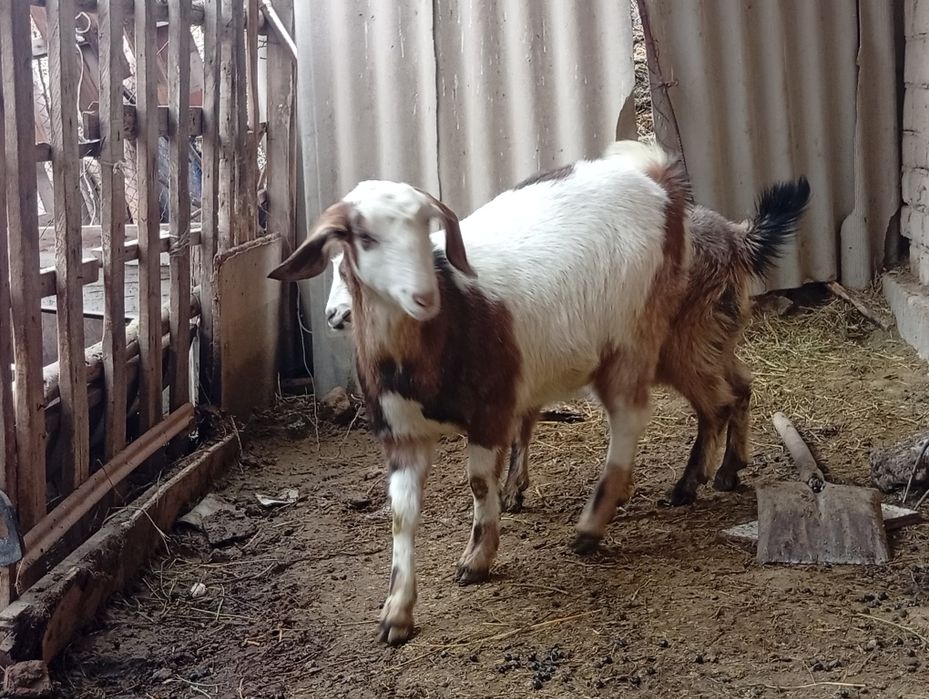 Алпи нуб арласкан шыбыш