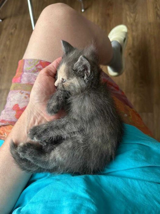 Отдадим котика девочку, малышку совсем, в хорошие руки