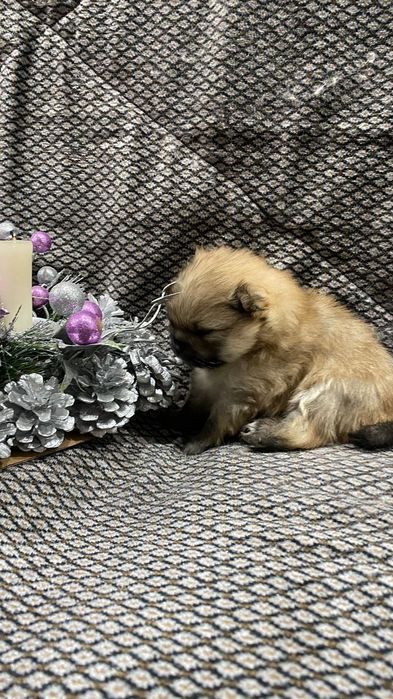 Продам щенков шпица.