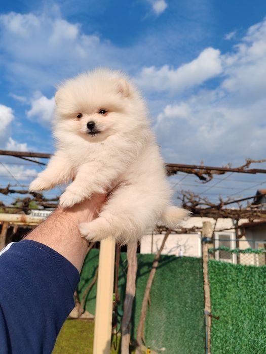 Померан мини мъжко на три месеца