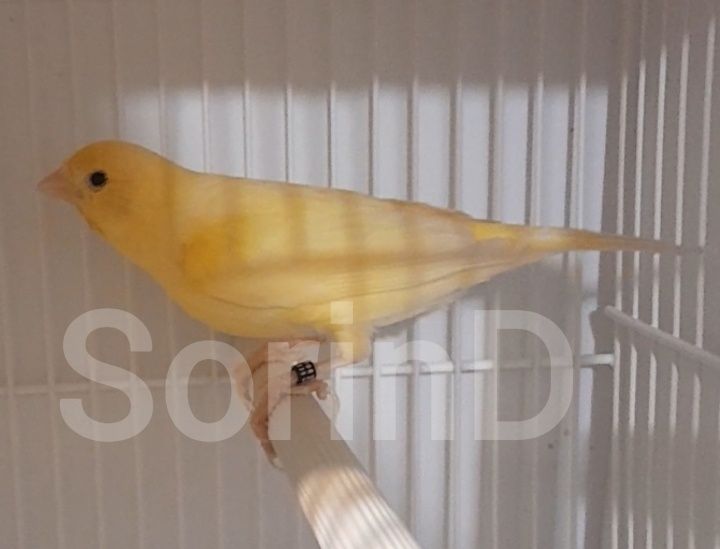 Canar Malinois Waterslager 2025