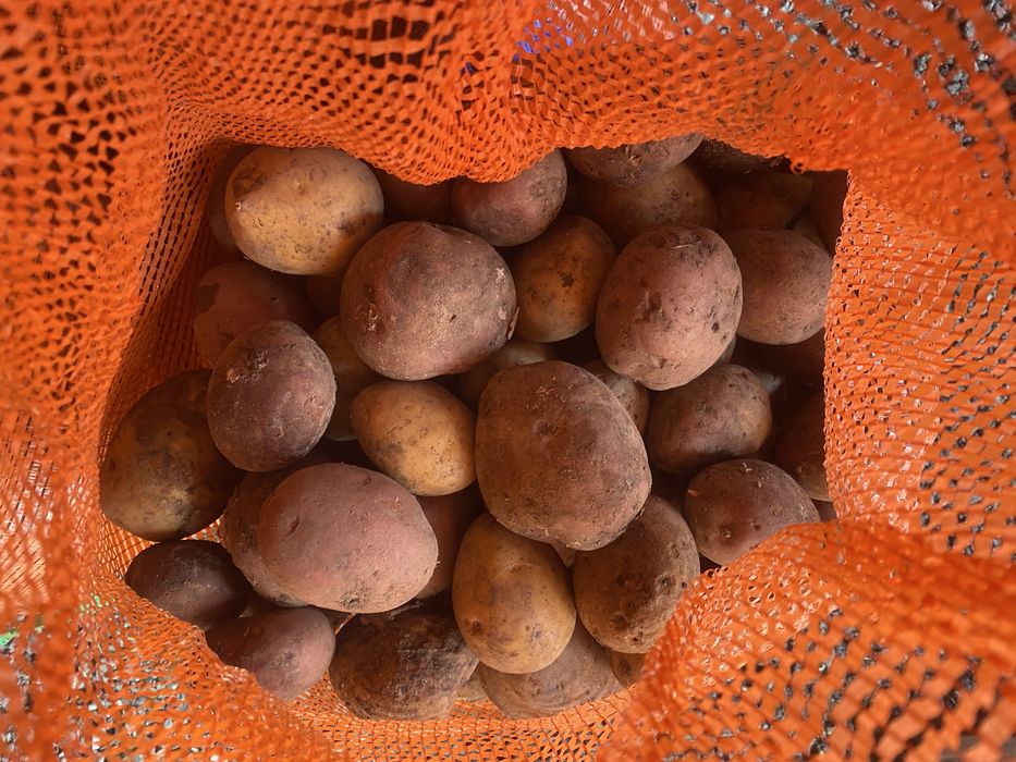 Семеной картофель