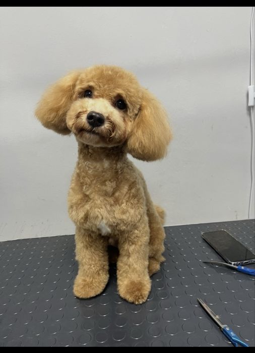 Экспресс линька стрижка кот собака