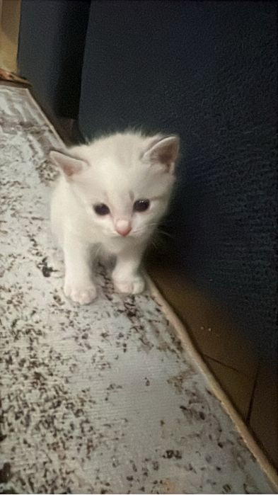 Котенок девочка