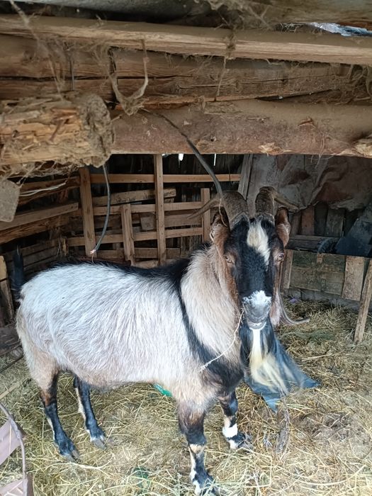 Vând țap de rasa