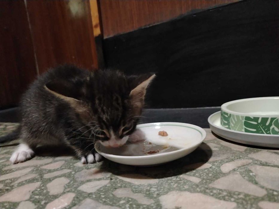 Котета търсят дом