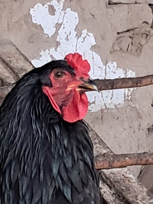 Брама чёрная 100% чистая.