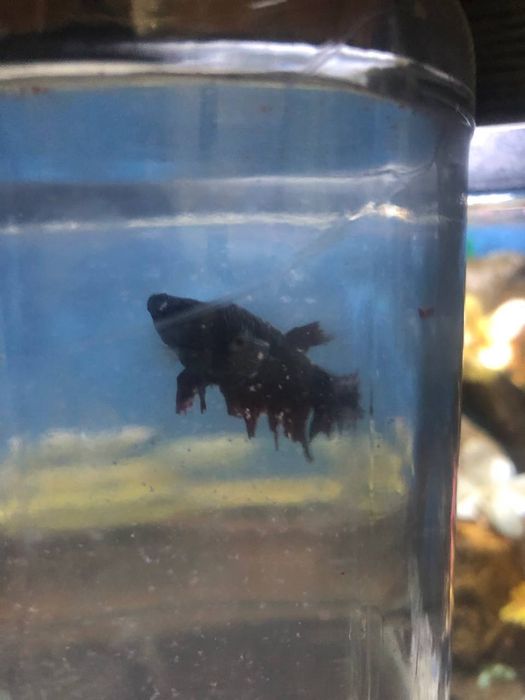 Pitishok baliq sotiladi xamasi 200000