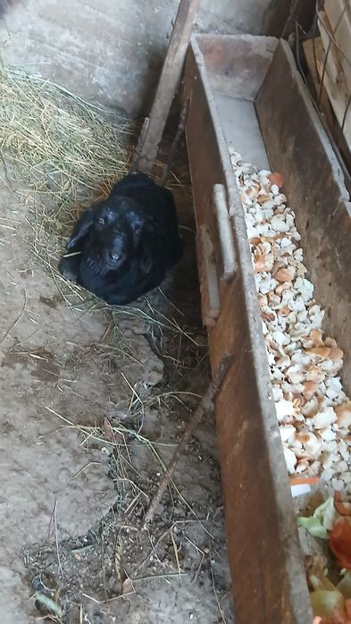 Овцы и ягнята  Шымкент