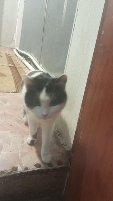 Отдам в хорошие руки