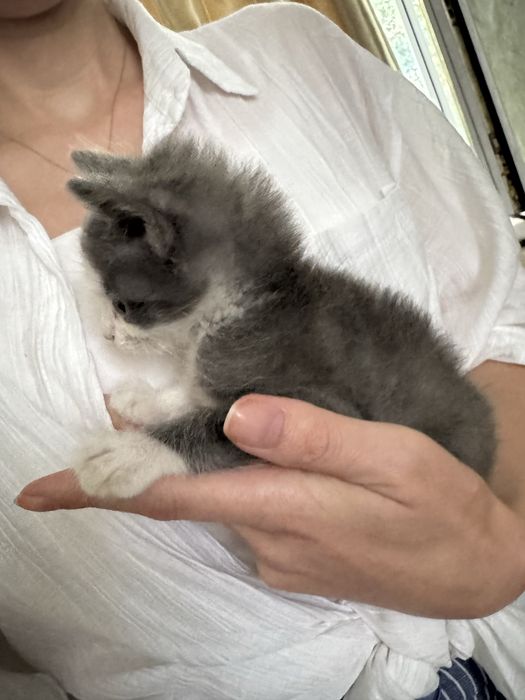 Отдам котенка бесплатно (девочка)
