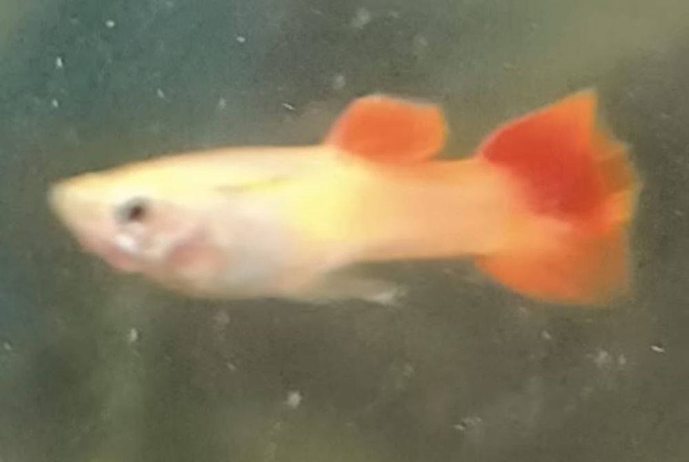 Продам акватиумых рыбок гуппи