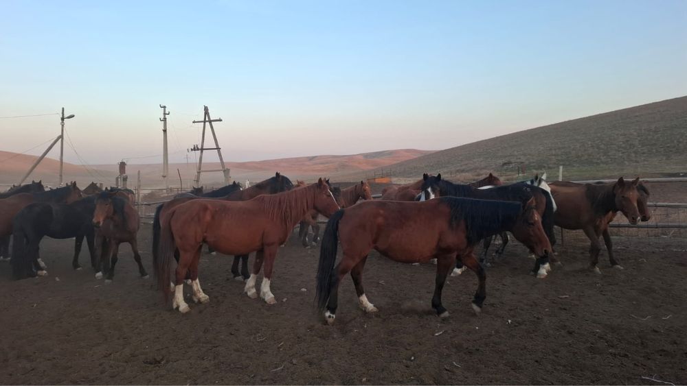 Бие 200 бас сатылады