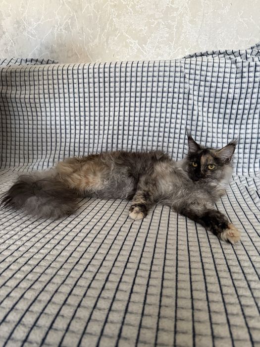 Проадется кошечка (мейнкун)