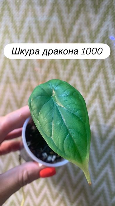 Детки алоказий адаптированные
