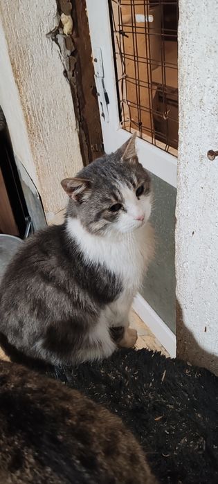 Шикарный молодой кот