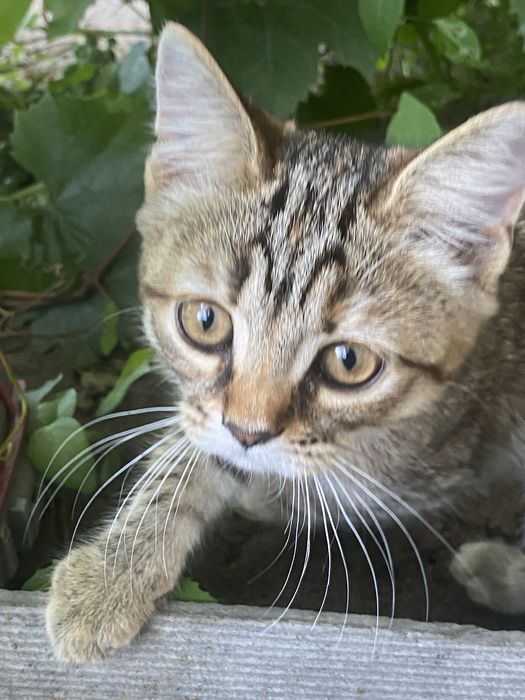 Бесплатно отдам котят