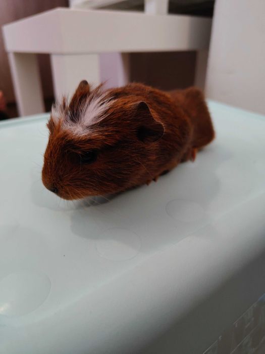 Продавам морски свинчета