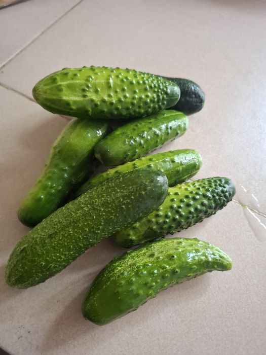 Овощи с грядки экологически чистые
