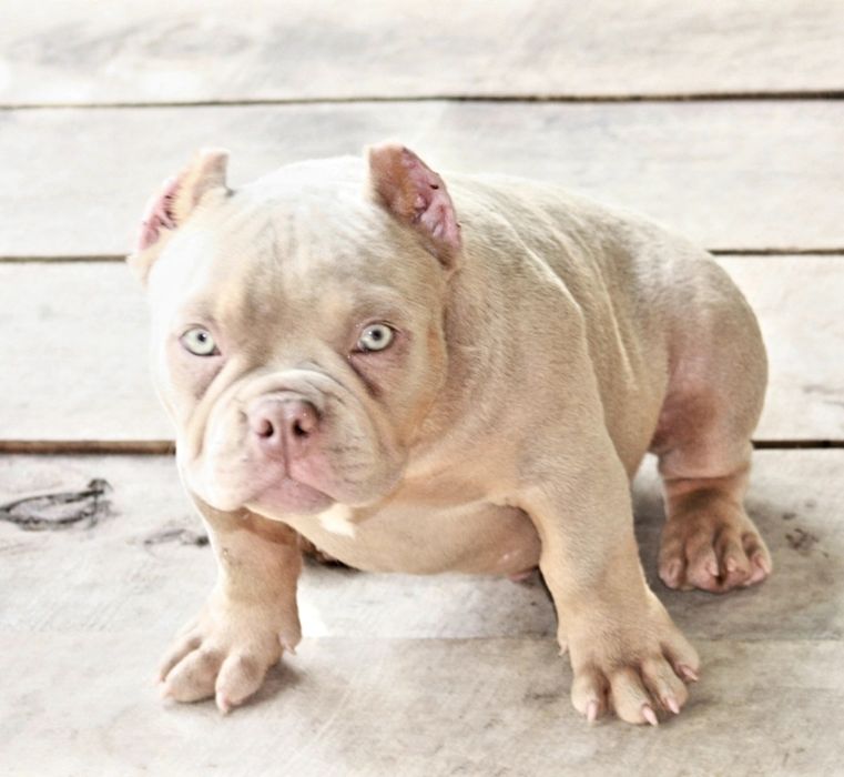 Американские Булли Премиум-класса!