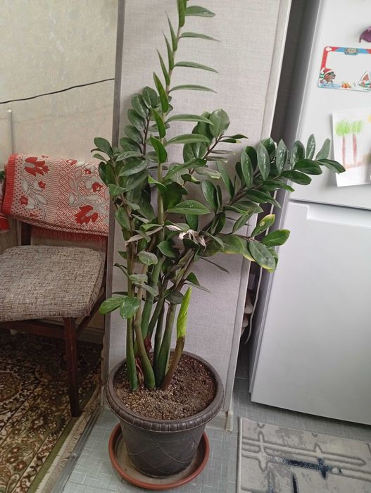 Растение Замиакулькас