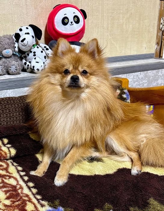 Придлогаю на вязку помиранкого шпица