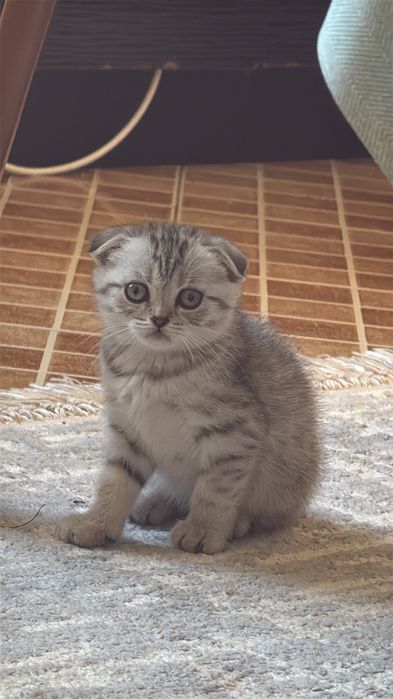 Британская вислоухая