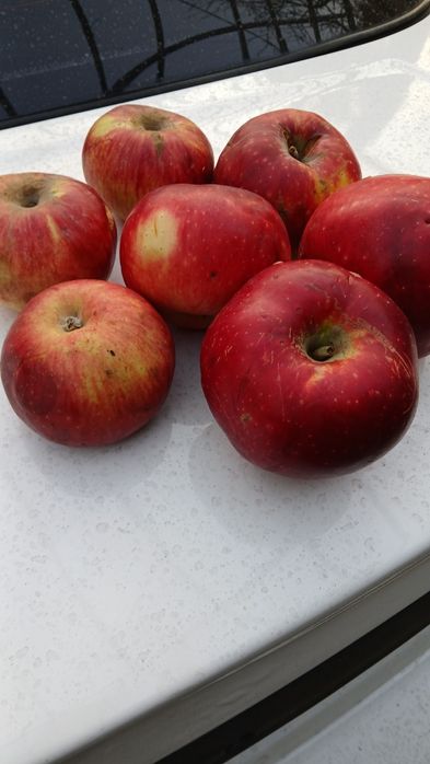 Сушённые яблоки асорти