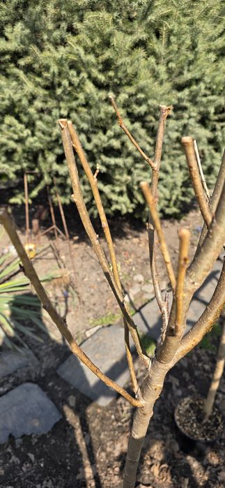 Продам дерево Сакура!