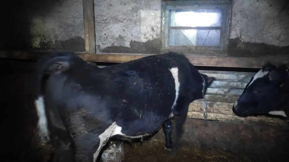 Бұқа сатылады жемделген