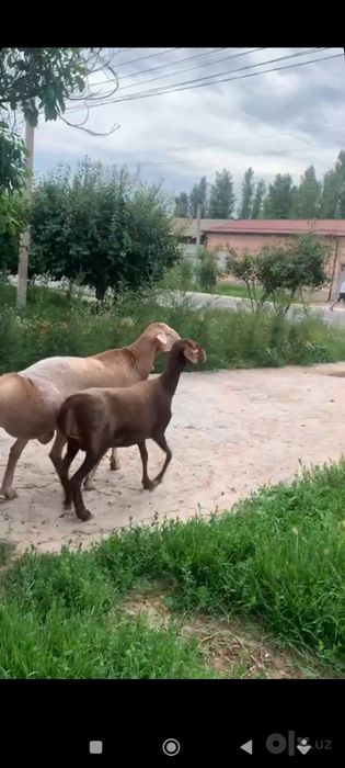 1 ta ona qòy 2 ta bolasi blan
