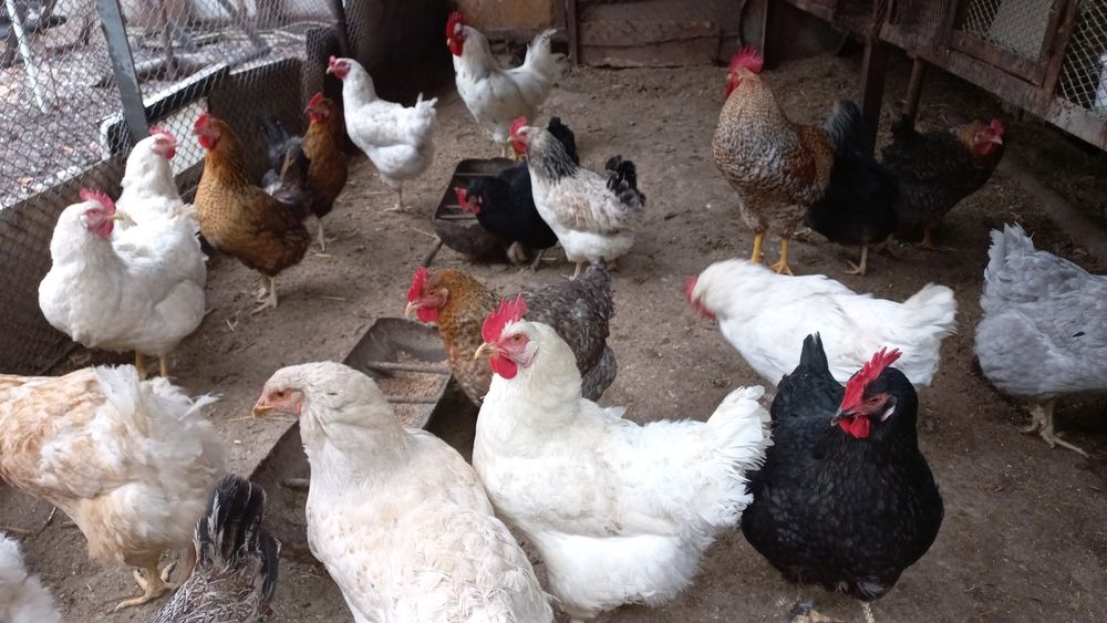 Продаются домашние яйца. Домашний тухум сотилади.