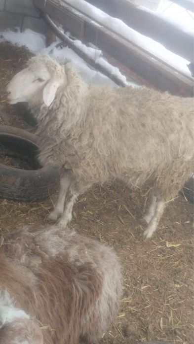 Саулық ,тоқты қойлар