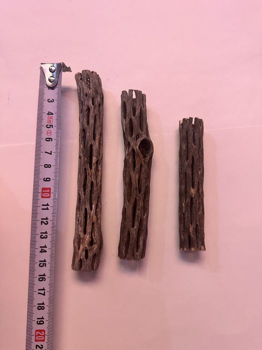 Кактус Чолла для аквариума