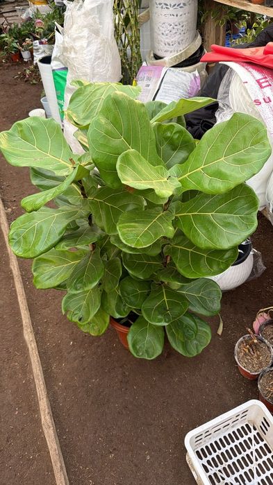 Комнаты цветы от 3500