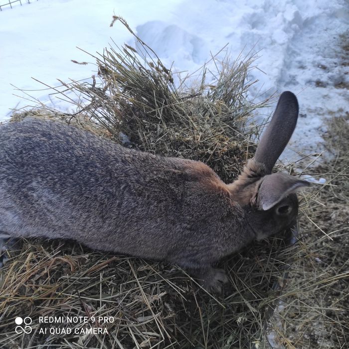 Продам Кроликов Шиншилла-фландер