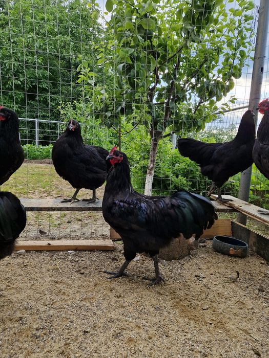 Cocos Australorp 6 luni