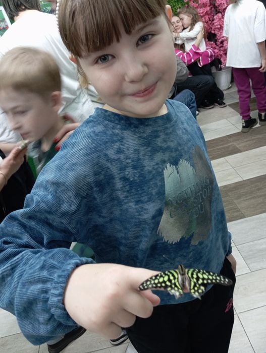 Излишки сортовых фиалок и торф