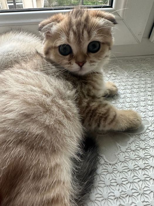 Котята от чистокровных родителей