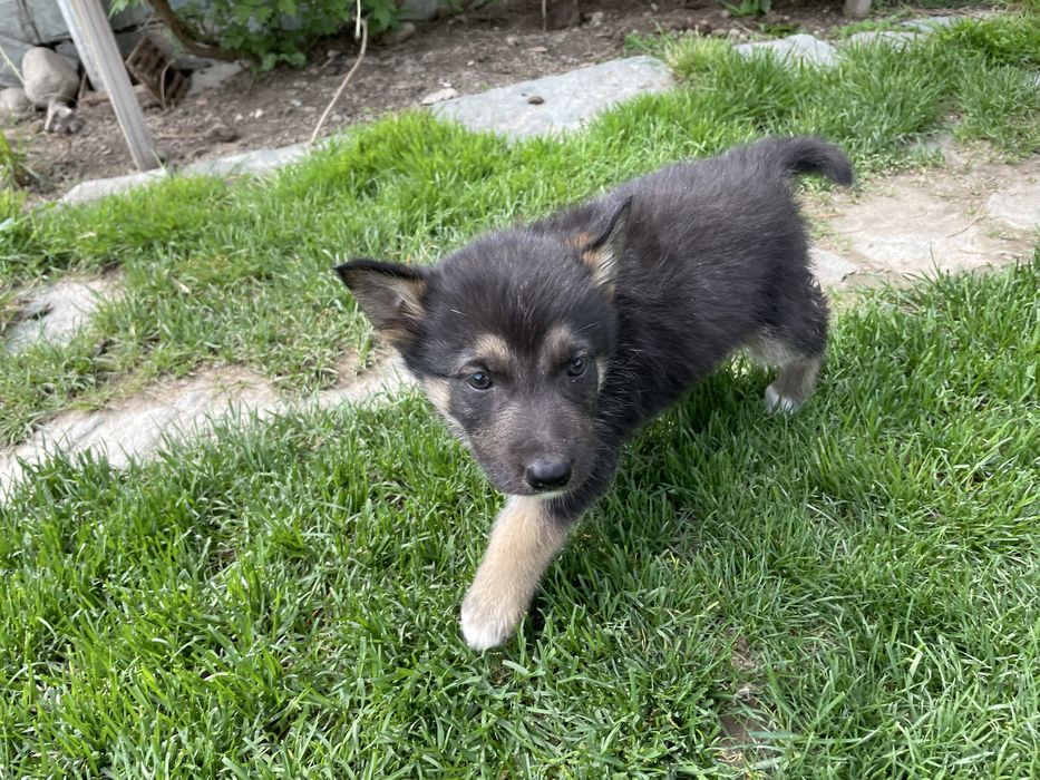 Щенки овчарки. Овчарка.