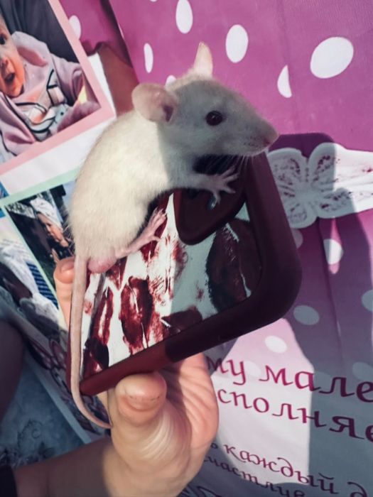 Продам двух крыс с клеткой