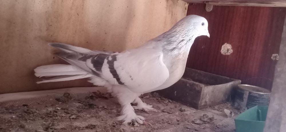 Продам таклу самец