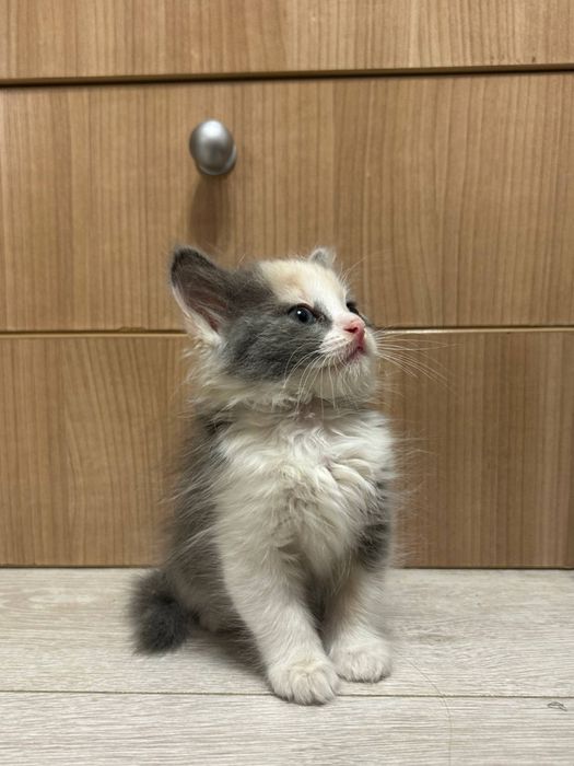 котенок в добрые руки