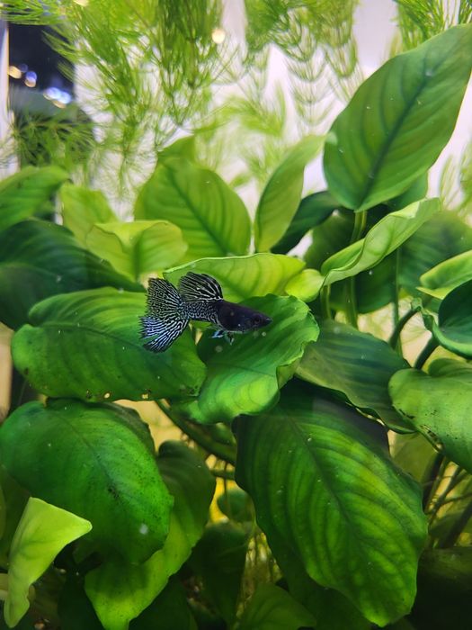 Guppy Metal Snakeskin Blue – pești pentru acvariu